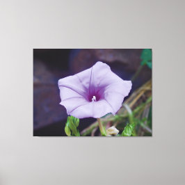 Impressão Em Tela Fotografia em Close-Up de Delicada Flor Morada