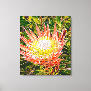 Impressão Em Tela Fotografia floral australiana Protea