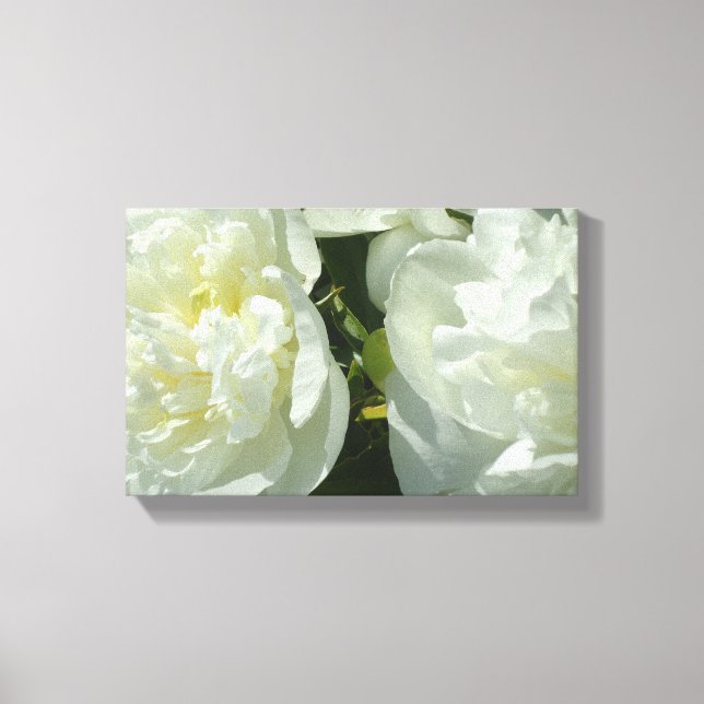 Impressão Em Tela Fotografia floral branca de pénia branca Elegante (Frente)