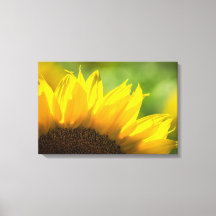 Impressão em Tela Fotografia Floral de Girassol