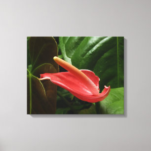 Impressão Em Tela Fotografia Floral Rosa Calla Lily Elegante