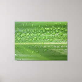 Impressão Em Tela Fotografia Macro de Folha Verde Beijada pela Chuva