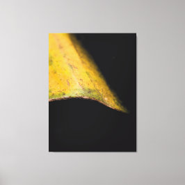 Impressão Em Tela Fotografia Minimalista da Natureza Folha na Sombra