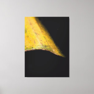Impressão Em Tela Fotografia Minimalista da Natureza Folha na Sombra