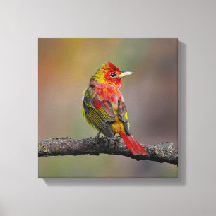Impressão Em Tela Fotografia Original de Tanager Escarlate em Muda