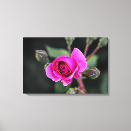 Impressão em Tela Fotografia Rosa e Botões Rosa