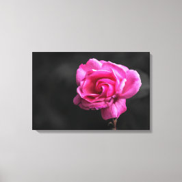 Impressão em Tela Fotografia Rosa Rosa
