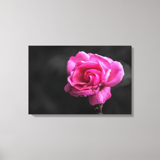 Impressão em Tela Fotografia Rosa Rosa (Frente)