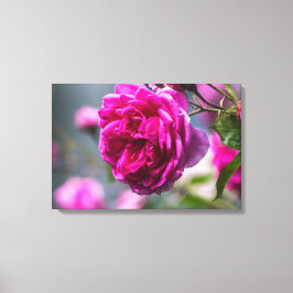 Impressão em Tela Fotografia Rosa Rosa