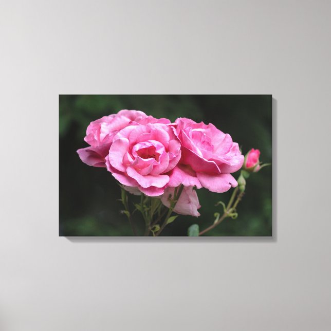 Impressão em Tela Fotografia Rosas Cor-de-Rosa (Frente)