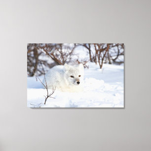 Impressão Em Tela Fox ártico no inverno