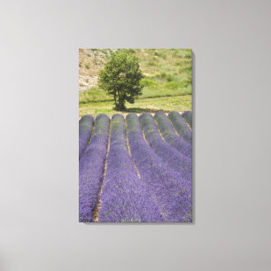 Impressão Em Tela França, Provença. Fileiras de lavanda em flor.