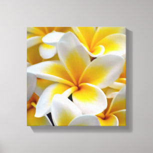 Impressão Em Tela Frangipani Plumeria Flower Photo
