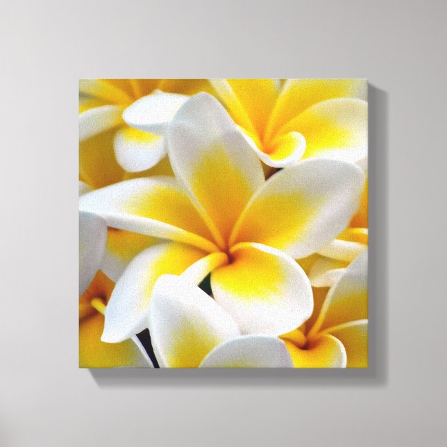 Impressão Em Tela Frangipani Plumeria Flower Photo (Frente)