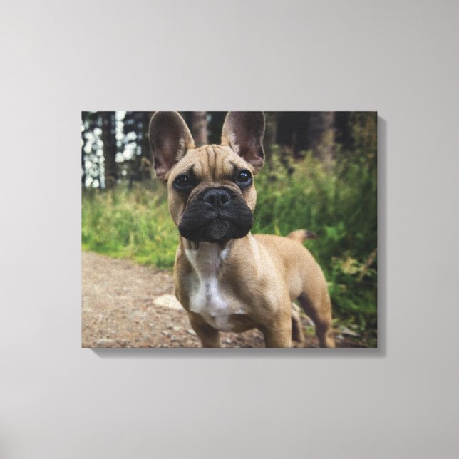 Impressão Em Tela French Bulldog Throw Pillow (Frente)