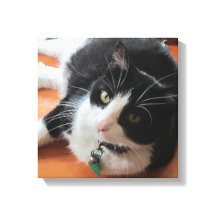 Fumaça A Impressão Da Tela De Gato