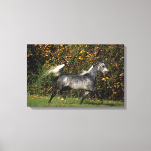 Impressão Em Tela Funcionamento dos árabes: Outono