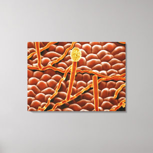 Impressão Em Tela Fungo do oídio pulverulento na poinsétia