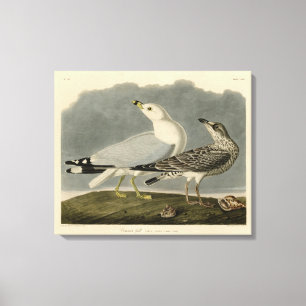 Impressão Em Tela Gaivota Americana Comum - Aves da América de Audub