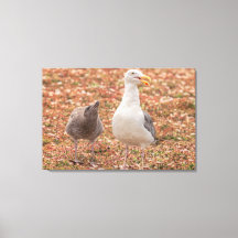 Gaivota e pintinho