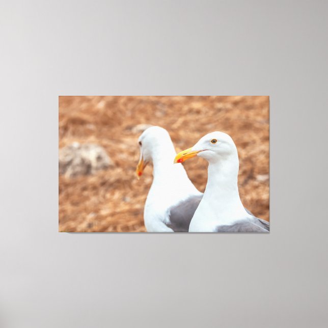 Impressão Em Tela Gaivotas ocidentais (Frente)