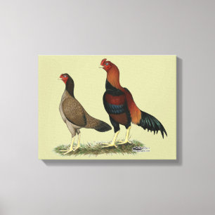 Impressão Em Tela Galinhas Wheaten de Aseel