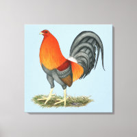 Galo Azul Vermelho Gamecock