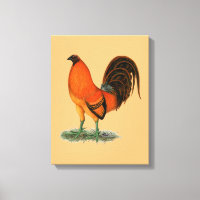 Galo Combatente Ginger Vermelho
