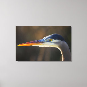 Impressão Em Tela Garça Azul-Grande, retrato aproximado