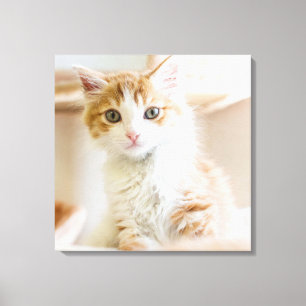Impressão Em Tela Gatinho alaranjado & branco