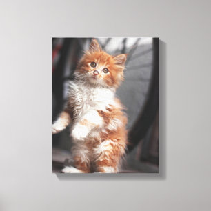 Impressão Em Tela Gatinho alaranjado do gato malhado