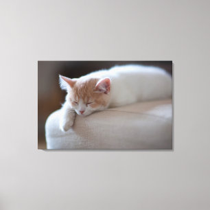 Impressão Em Tela Gatinho bege e branco cansado
