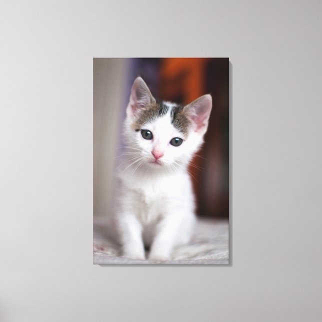 Impressão Em Tela Gatinho branco (Frente)
