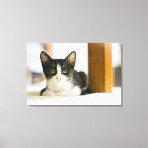 Impressão Em Tela Gatinho branco e preto doce