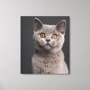 Impressão Em Tela Gatinho britânico de Shorthair (3 meses velho)