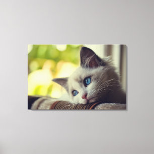 Impressão Em Tela Gatinho de Ragdoll