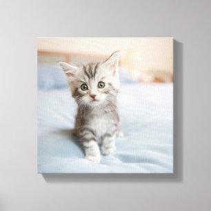 Impressão Em Tela Gatinho do racum de Maine