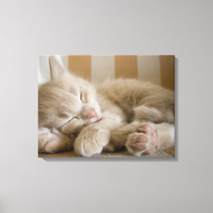 Impressão Em Tela Gatinho do sono