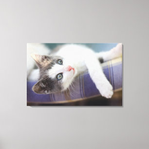 Impressão Em Tela Gatinho doce na cama da xadrez