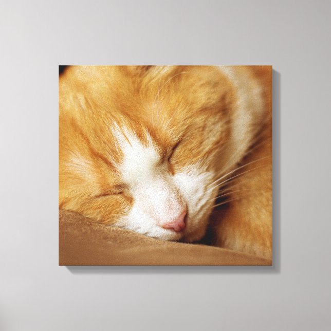 Impressão Em Tela Gatinho Dormindo (Frente)