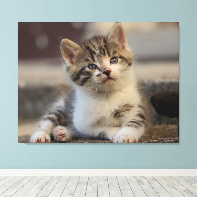 Impressão Em Tela gatinho fofo (Insitu(piso de madeira))