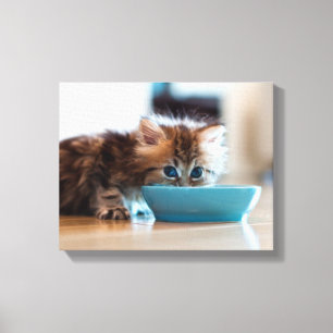 Impressão Em Tela Gatinho persa novo