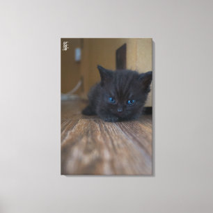 Impressão Em Tela Gatinho Preto