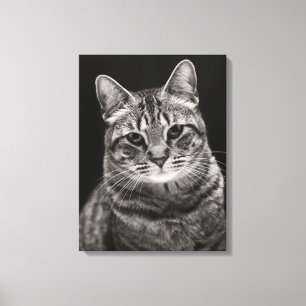 Impressão Em Tela Gatinho preto do gato malhado