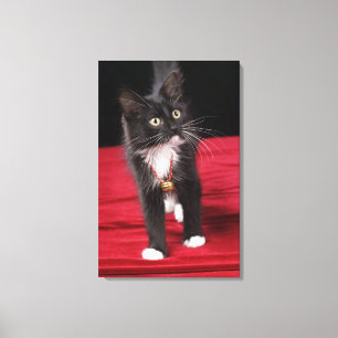 Impressão Em Tela Gatinho preto e branco de pelo curto, 2 meses e me