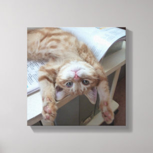 Impressão Em Tela Gatinho que relaxa