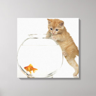 Impressão Em Tela Gatinho que tenta obter em um peixe dourado