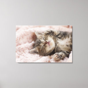 Impressão Em Tela Gatinho sonolento