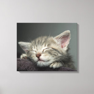 Impressão Em Tela Gatinho sonolento