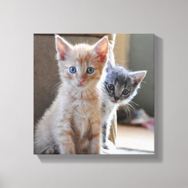 Impressão Em Tela Gatinhos Curiosos (Frente)